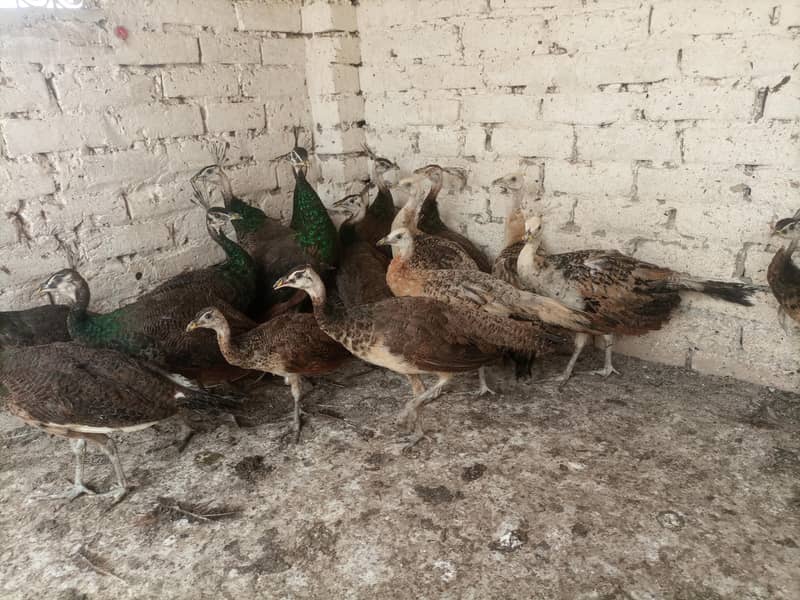 Peacocks  4
