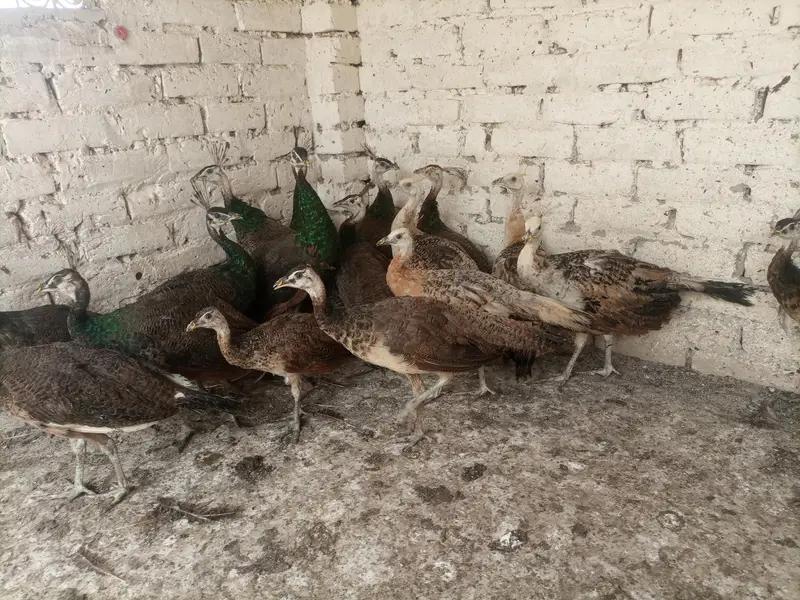Peacocks  — photo 5