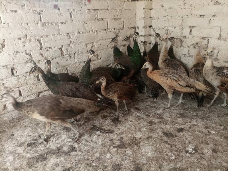 Peacocks  5