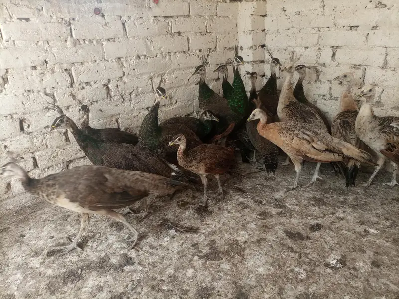 Peacocks  — photo 6