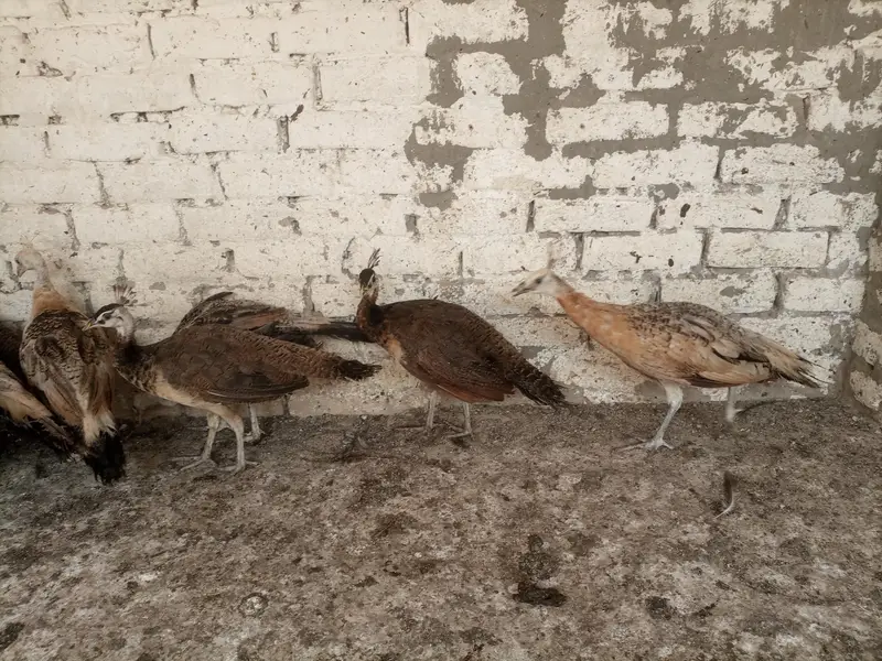 Peacocks  — photo 7