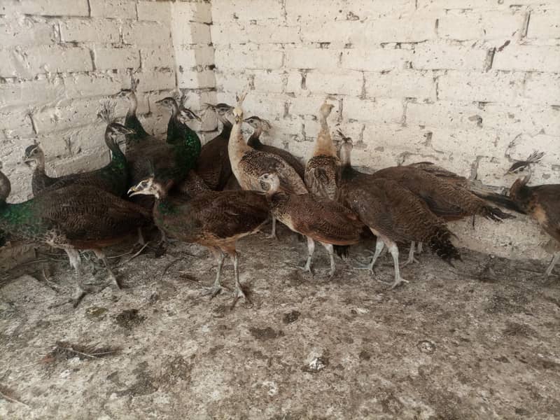 Peacocks  7