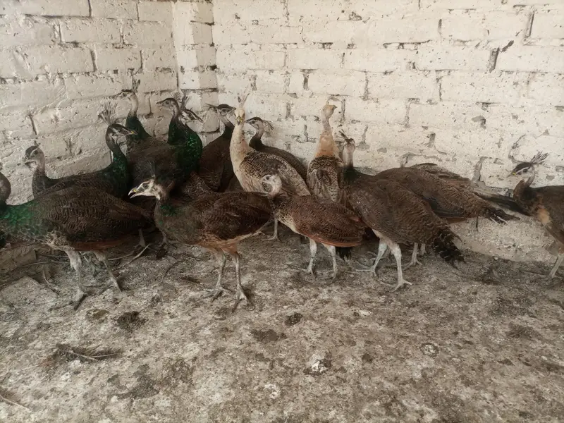 Peacocks  — photo 8