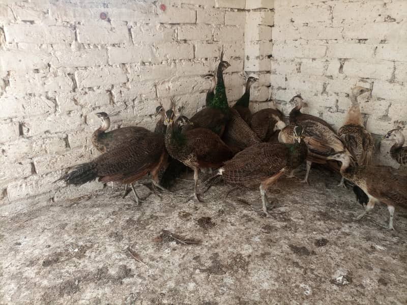 Peacocks  8