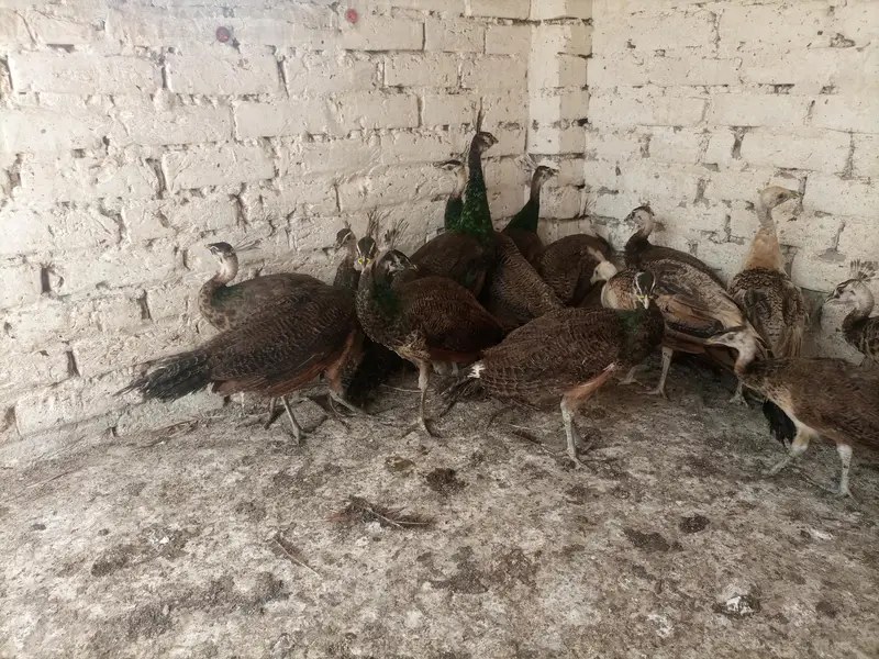 Peacocks  — photo 9