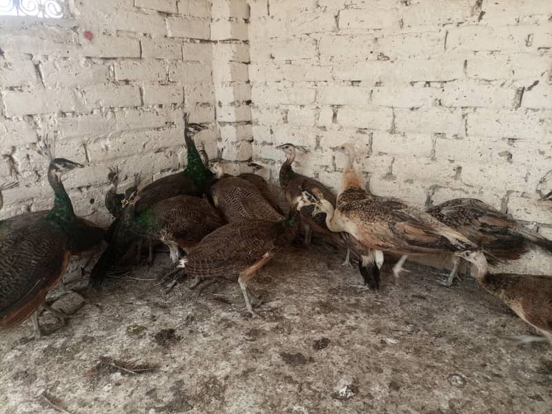 Peacocks  9