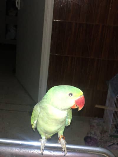 RAW PARROT