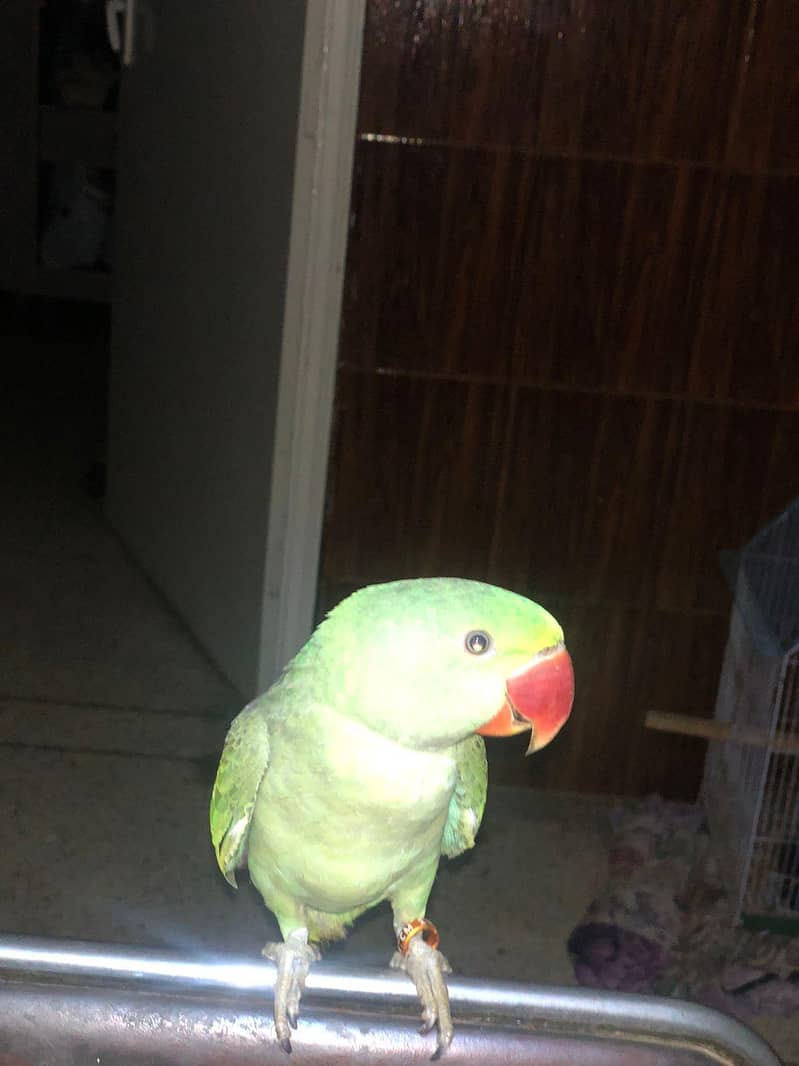 RAW PARROT 0
