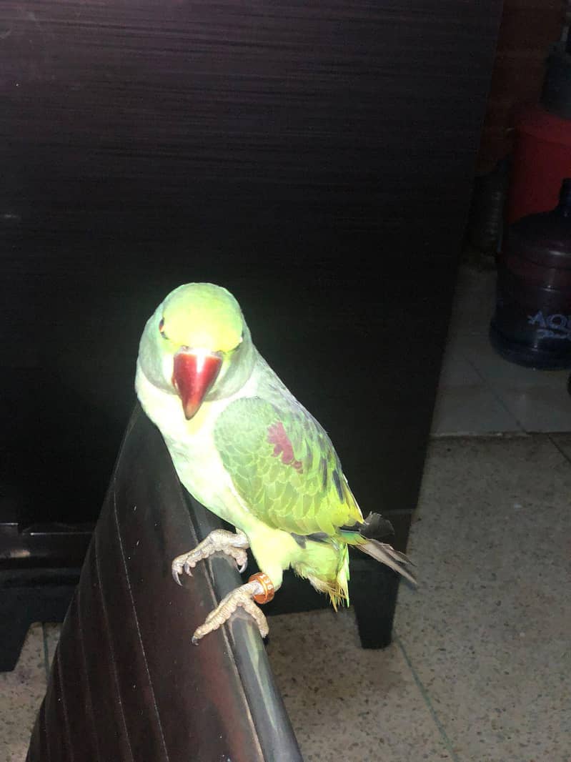 RAW PARROT 1