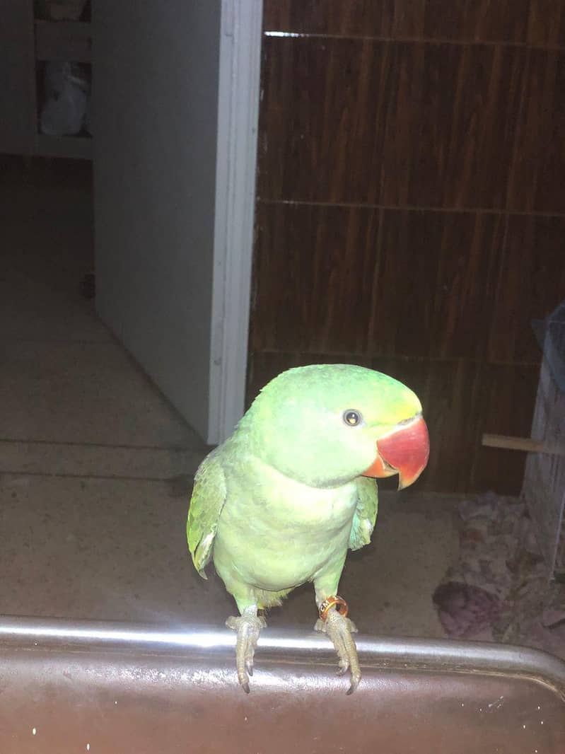 RAW PARROT 2