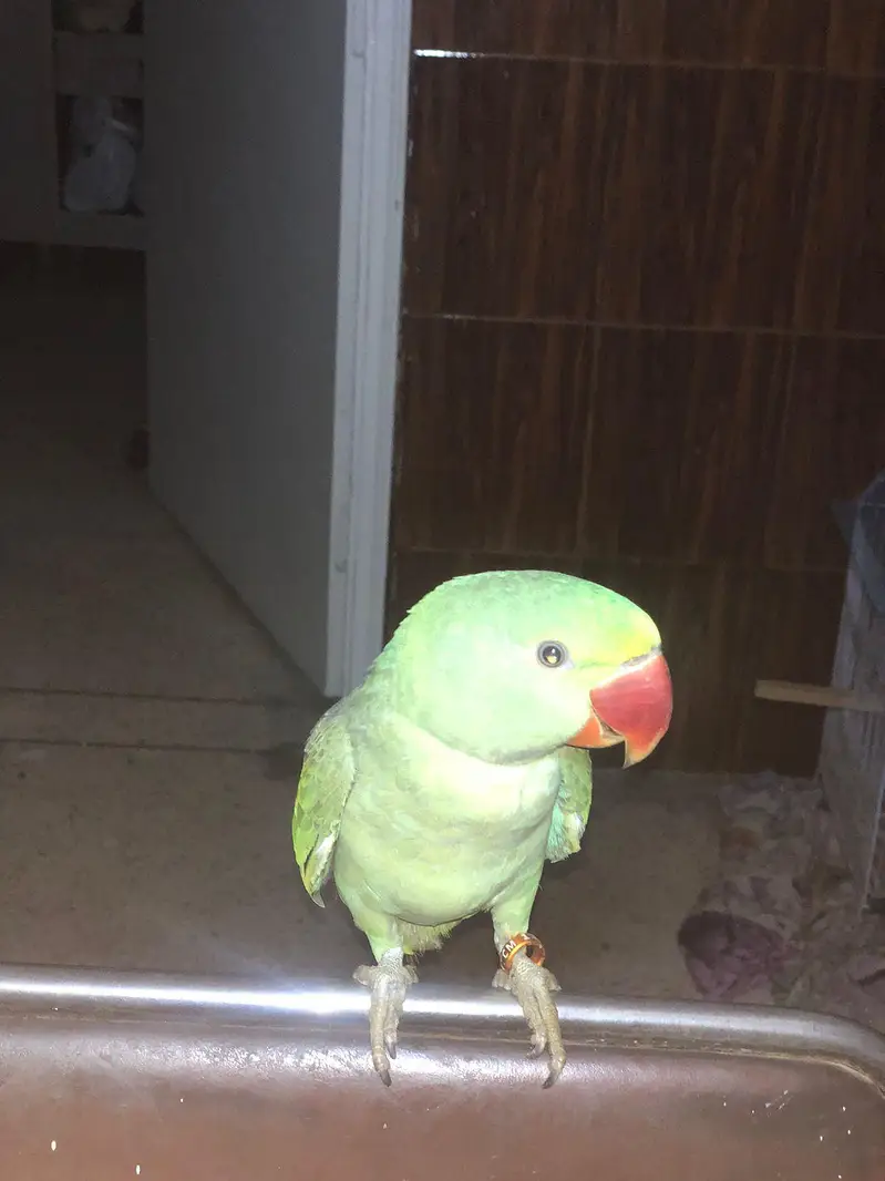 RAW PARROT — photo 3