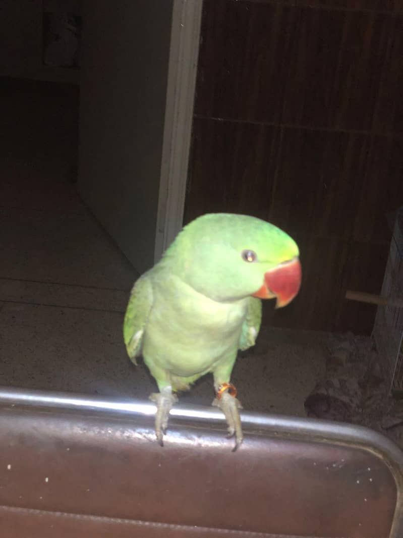 RAW PARROT 3