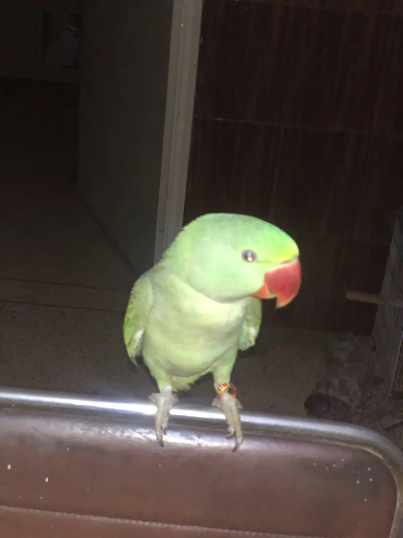RAW PARROT — photo 4