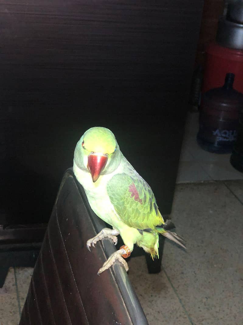 RAW PARROT 4