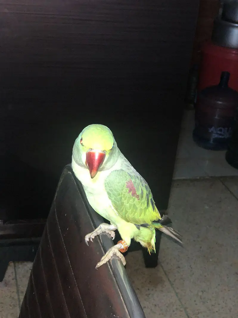 RAW PARROT — photo 5