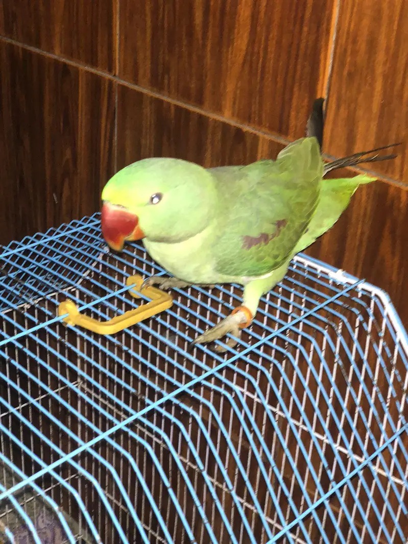 RAW PARROT — photo 6