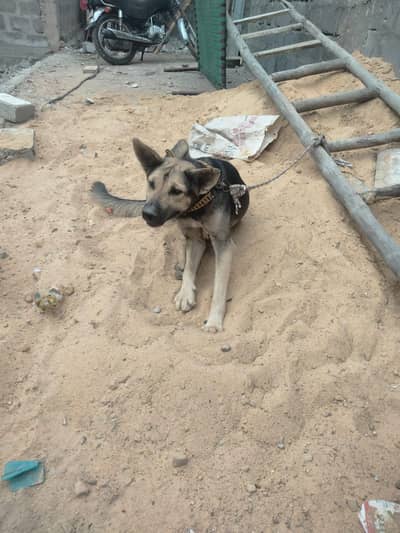 ALSHISHAN DOG