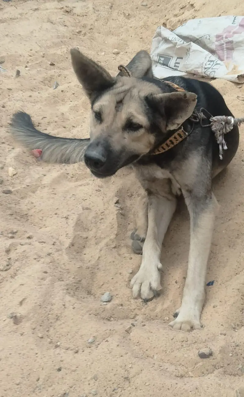 ALSHISHAN DOG — photo 2