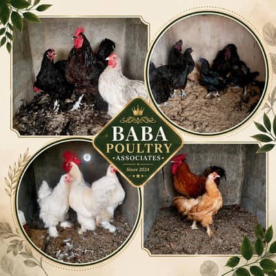 FERTILE EGGS OF FANCY BREEDS