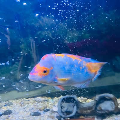 parrot fish
