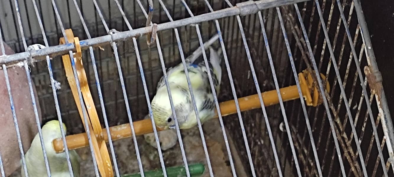 Budgie pair 0