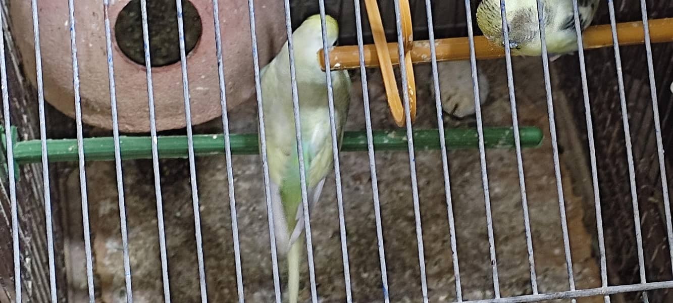 Budgie pair 1