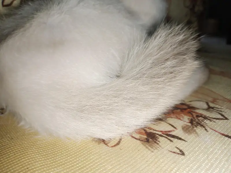 Siamese kitten — photo 2