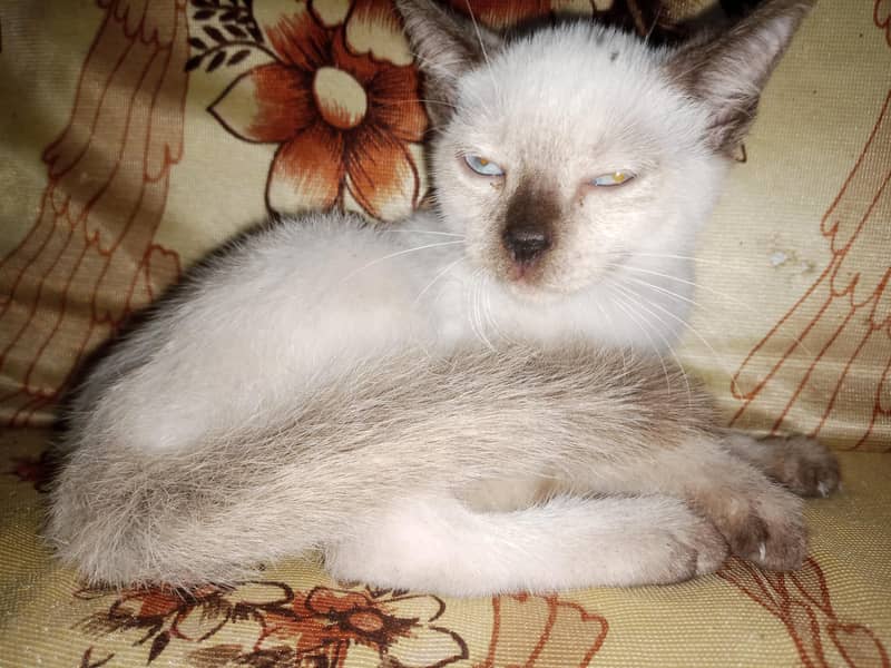 Siamese kitten 2