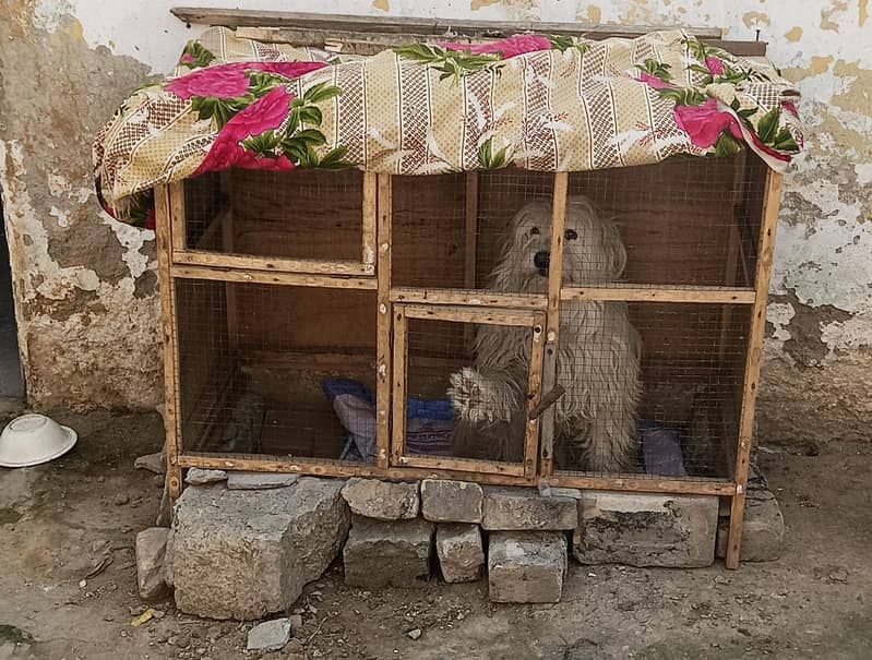 اچھی کوالٹی میں ہی اور ڈبل کوٹ میں ہے 8