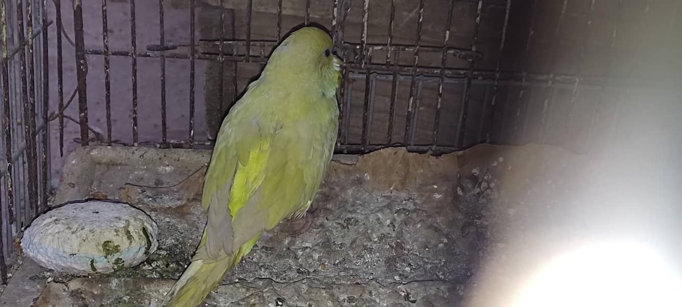 Budgie pair 2