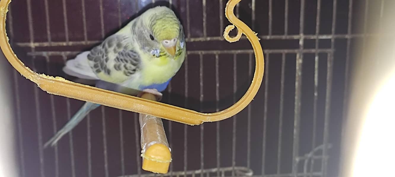 Budgie pair 3