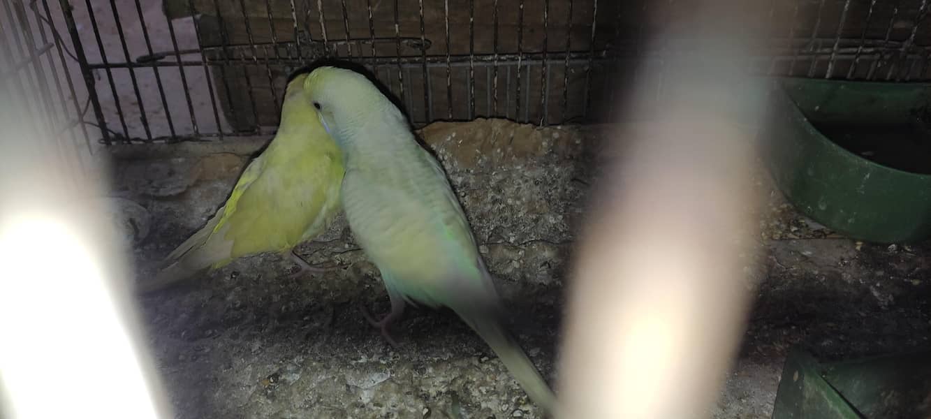Budgie pair 4