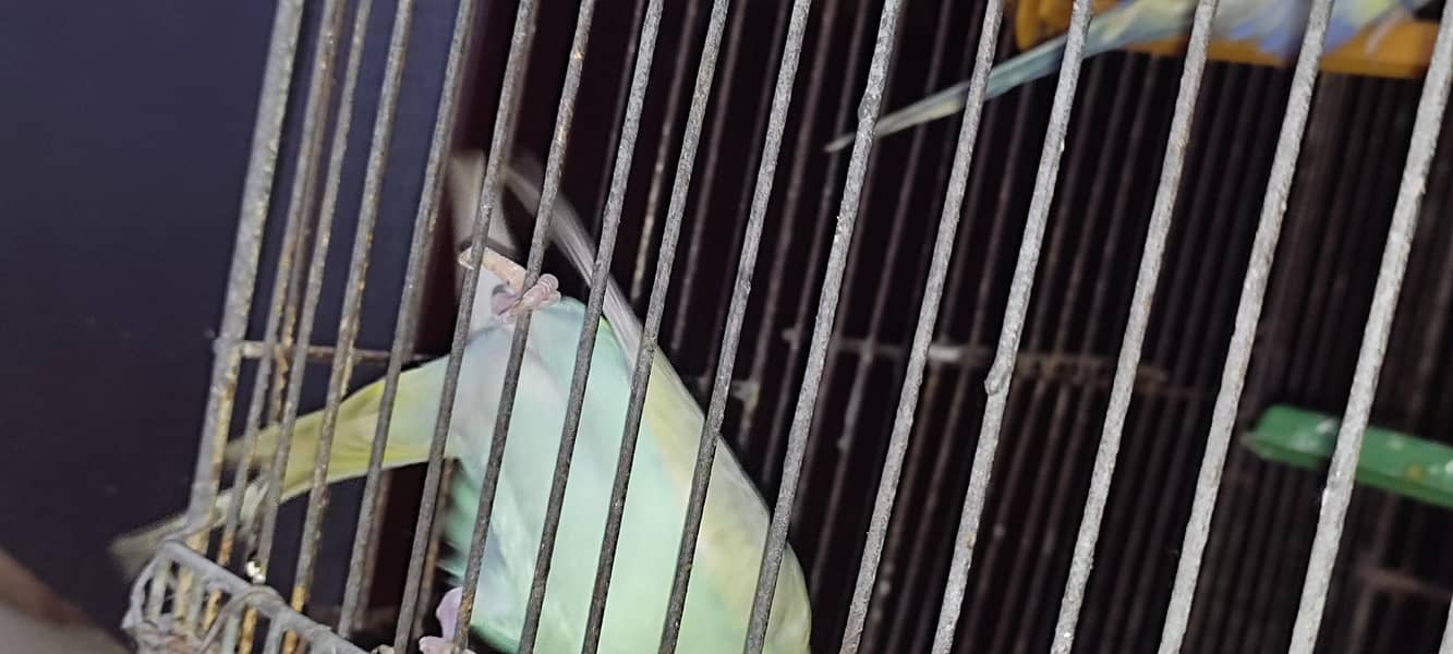 Budgie pair 5