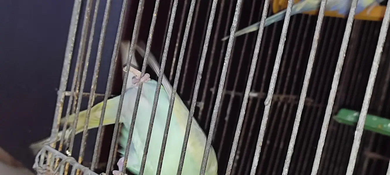 Budgie pair — photo 6