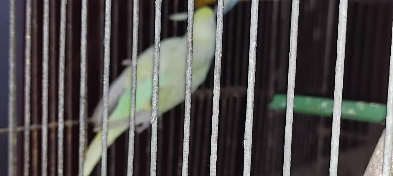 Budgie pair 6