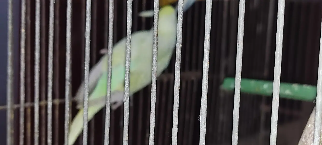 Budgie pair — photo 7