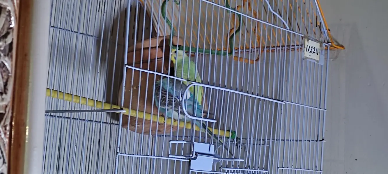 Budgie pair — photo 8