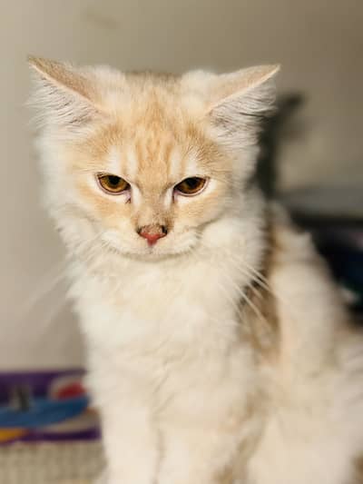 2 Beautiful Persian Cats Available for Sale 