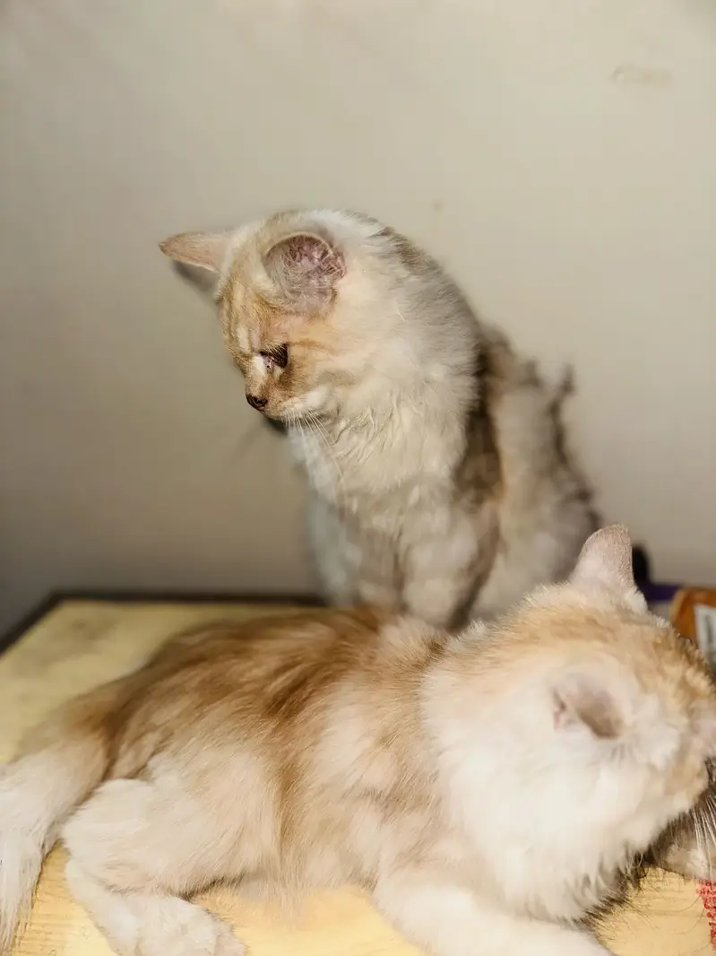 2 Beautiful Persian Cats Available for Sale  — photo 2