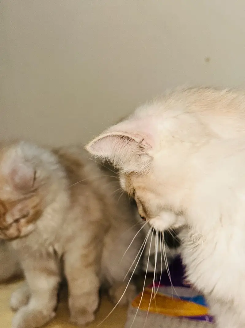 2 Beautiful Persian Cats Available for Sale  — photo 3