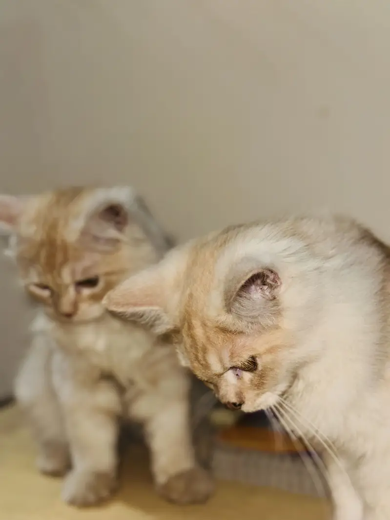 2 Beautiful Persian Cats Available for Sale  — photo 4