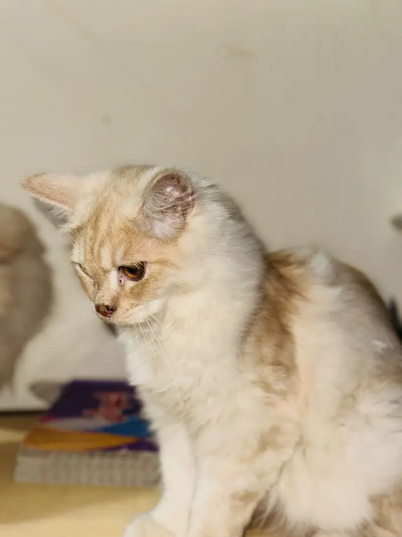 2 Beautiful Persian Cats Available for Sale  — photo 5