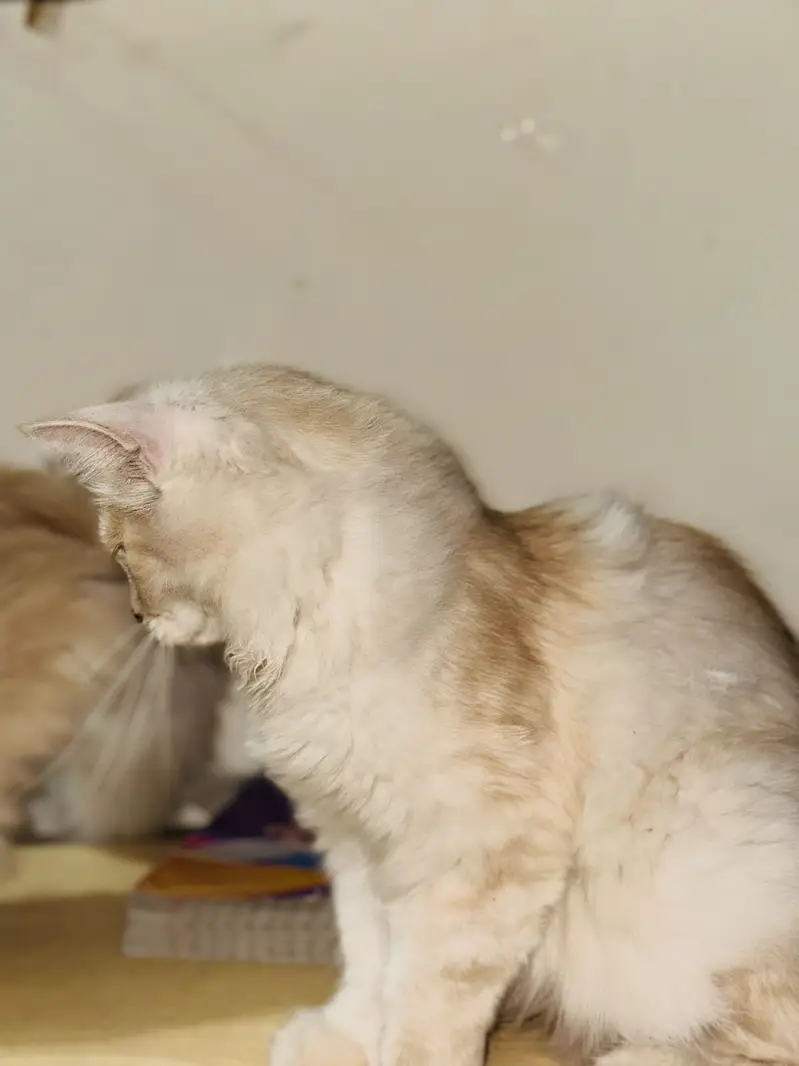 2 Beautiful Persian Cats Available for Sale  — photo 6