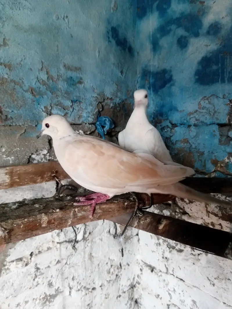 khumra — photo 3
