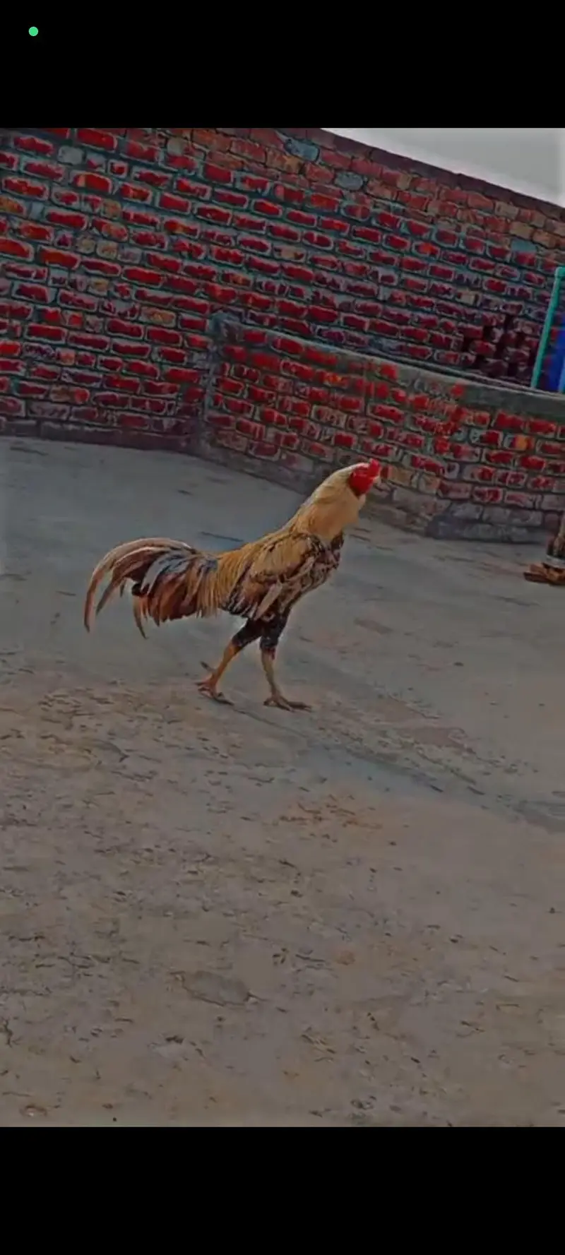 shamo thai mainwali burmi sab k rate alg hy — photo 2