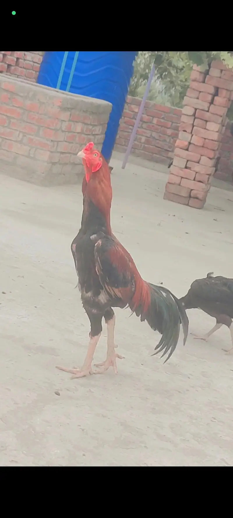 shamo thai mainwali burmi sab k rate alg hy — photo 3