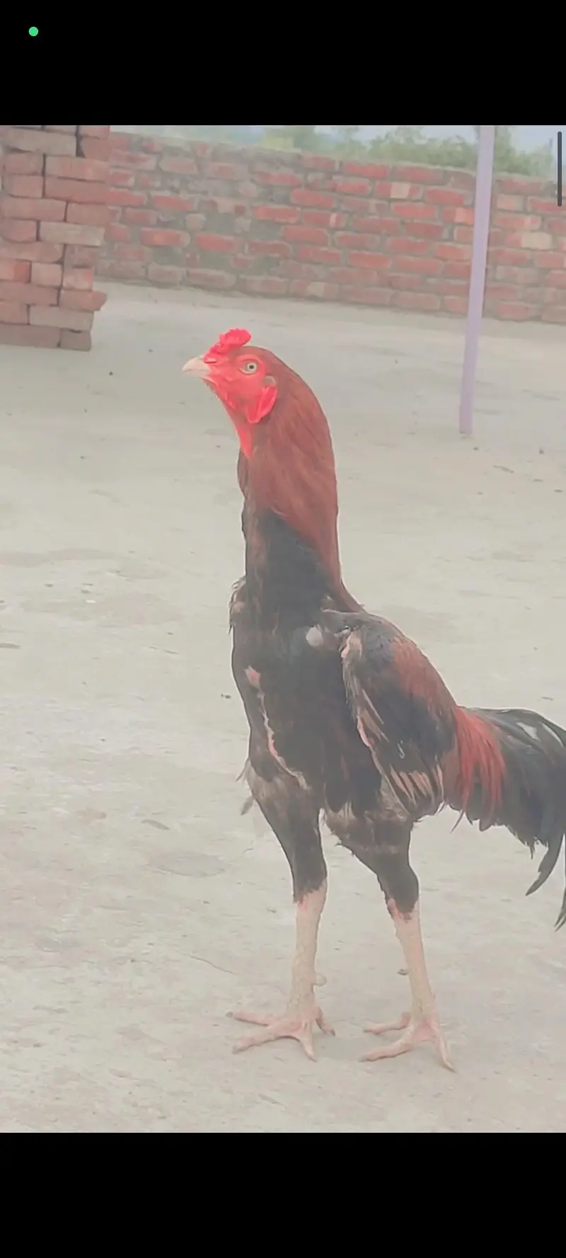 shamo thai mainwali burmi sab k rate alg hy — photo 4