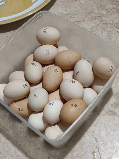 Fertile Eggs