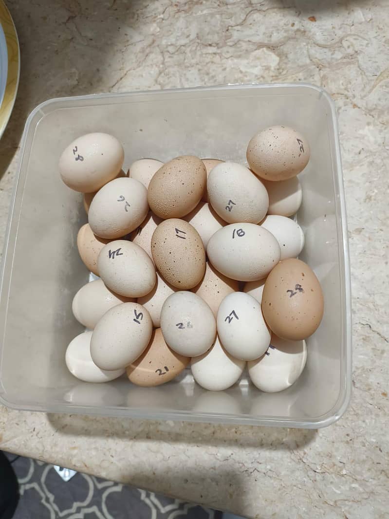 Fertile Eggs 1
