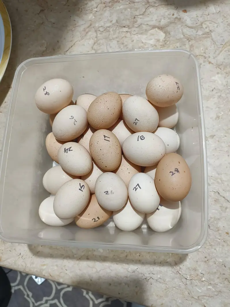 Fertile Eggs — photo 2